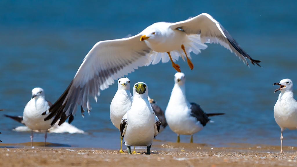 Masked Booby 